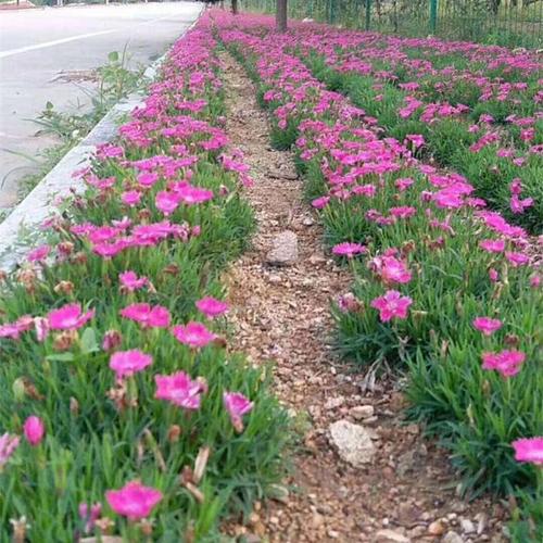 東北耐寒宿根花卉歐石竹街道小區公園綠化工程做花海廠家批發供應