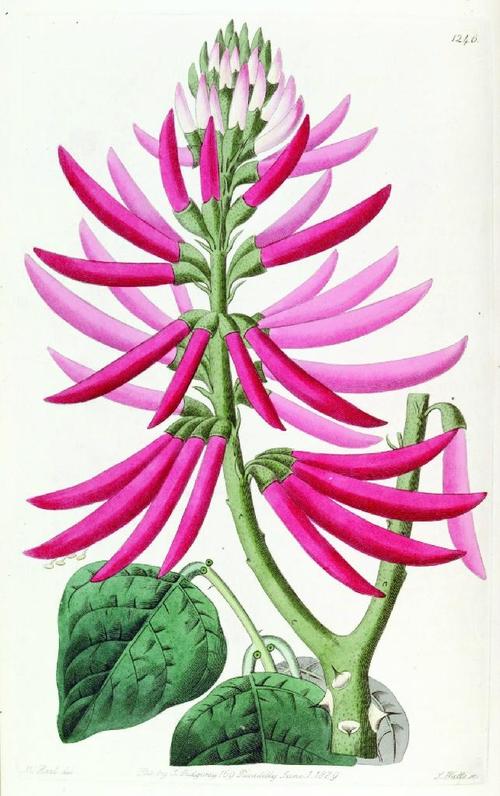 花卉藝術微噴
