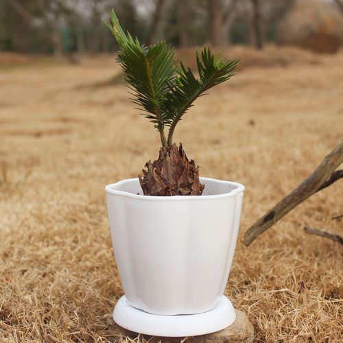 小鐵樹 綠植水培植物小盆栽花卉室內辦公桌觀葉盆景防輻射吸甲醇
