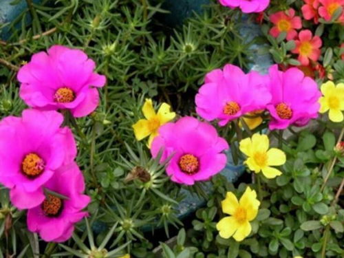 4種花太漂亮了,美麗若玫瑰,四季都開花,室內也能養