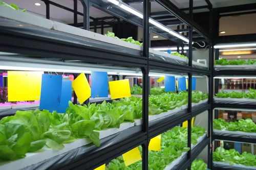 新開張丨農科院水培果蔬 胡同中式下午茶 回 北平 的精品咖啡館