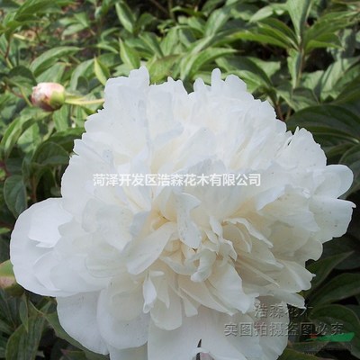 雪山紫玉芍藥廠家直銷 多年生芍藥[雪山紫玉]觀賞盆栽花卉