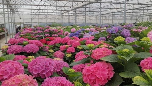 距第十屆花博會還有150天 900余萬盆精品花卉已 整裝待發