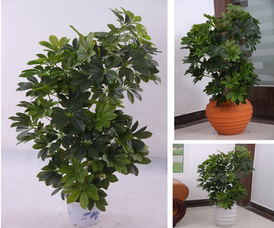 【北京周邊綠植花卉租賃、北京林昊欣達(dá)(圖)、綠植花卉租賃費(fèi)用】?jī)r(jià)格_廠家_圖片 -