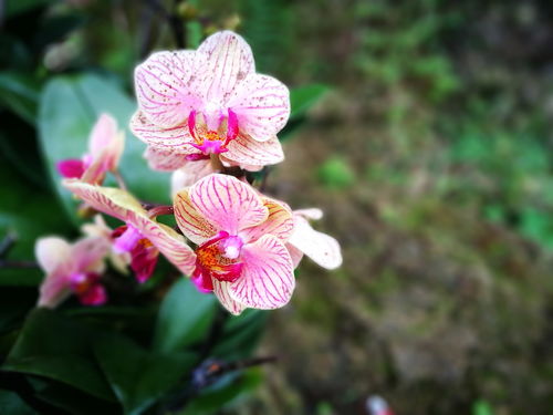 南寧青秀山花卉 南國(guó)