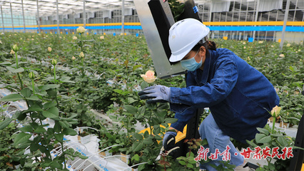 【隴上實(shí)干家】魯鴻宙:深耕現(xiàn)代花卉產(chǎn)業(yè) 以實(shí)干踐行責(zé)任與擔(dān)當(dāng)