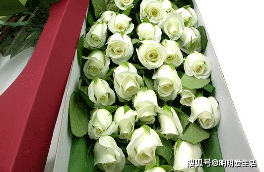 喜歡菊花,不如養(yǎng)盆 精品玫瑰 坦尼克,花開(kāi)花朵肥碩,四季開(kāi)花