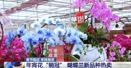 從 年宵花 春運(yùn)地圖里感受年味漸濃 鮮花經(jīng)濟(jì) 欣欣向榮