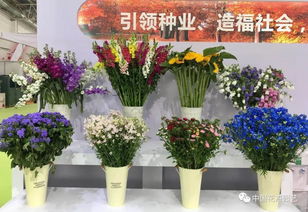 逛國際花展,用鮮花扮美生活 動態(tài)