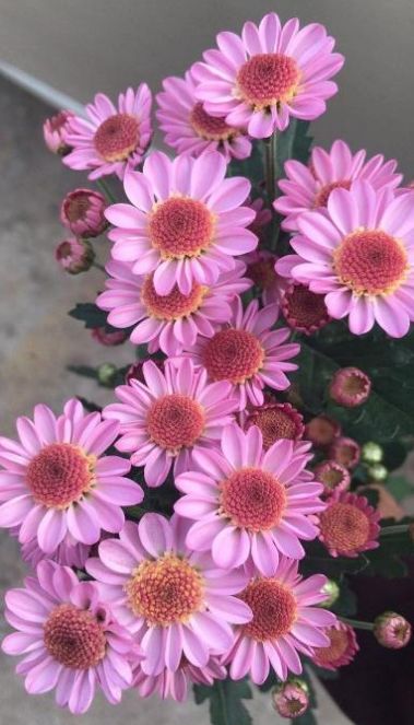 最美花展 將亮相南京,百余家國內(nèi)外知名花卉園藝企業(yè)來寧秀 絕活兒