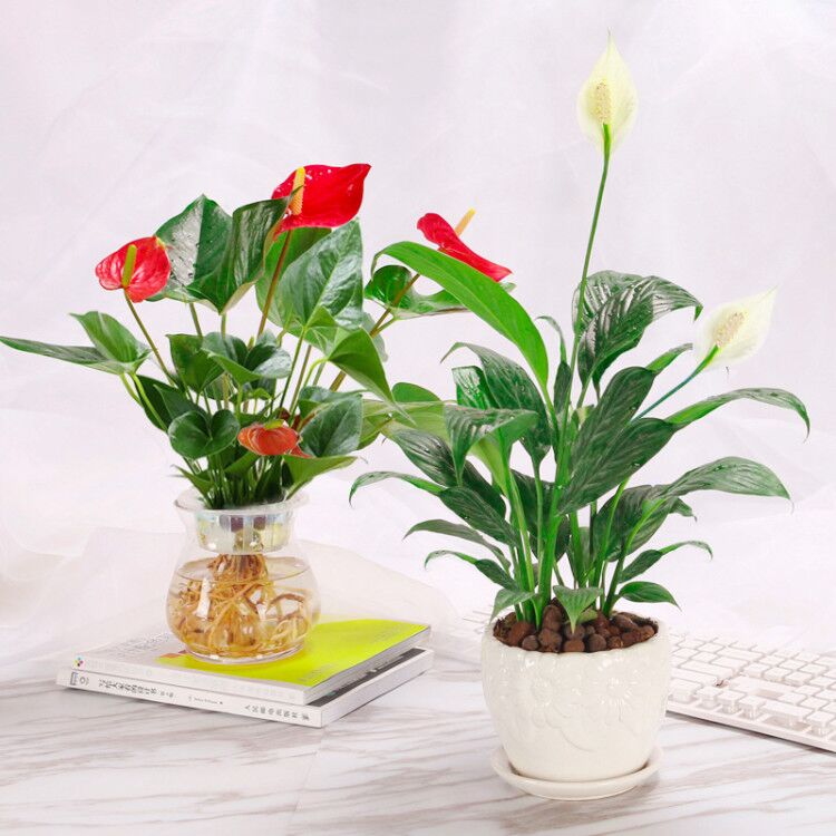 位圖 植物攝影 寫實(shí)花卉 花朵 百合 免費(fèi)素材產(chǎn)品工業(yè)素.