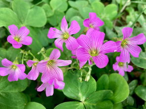 秋天酢花,一年四季 突突 開不停,簡(jiǎn)直就是花卉界的開花勞模