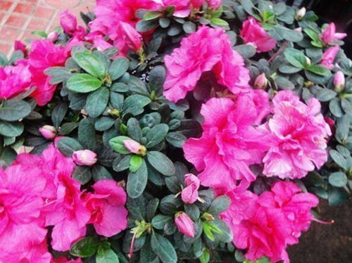 冬天就養(yǎng)5種花,好養(yǎng)又漂亮,10塊錢一盆,開花多 花期長