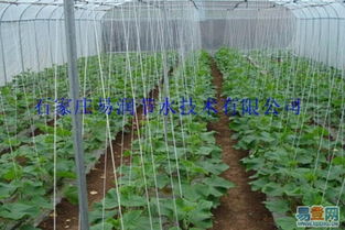 【河南鄭州花卉滴灌廠家直銷 服務周到的圖片】-鄭州 鞏義易登網(wǎng)
