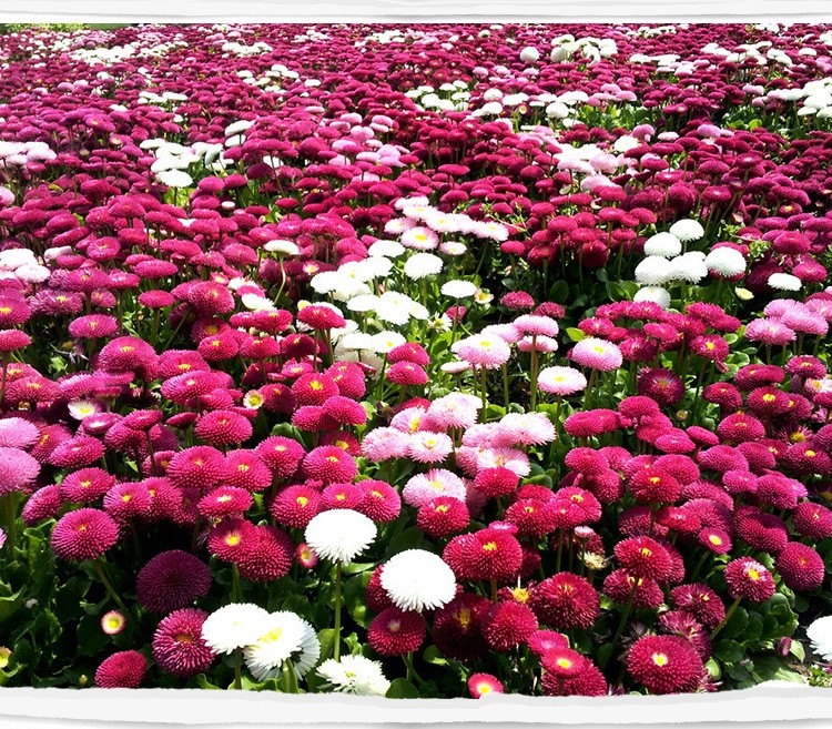 小雛菊花種籽子播種開花陽臺(tái)盆栽花種子庭院花卉種孑香草植物種子