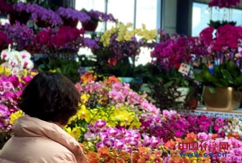 花卉市場年味濃 年宵花經(jīng)濟(jì)火出圈