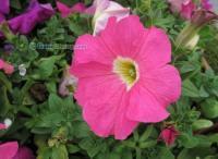 【山東草花、青州草花、草花基地】麗穎花卉[供應]_花卉_世界工廠網中國產品信息庫
