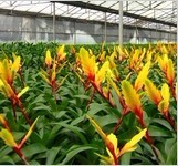 成都植物批|成都辦公室植物租擺|成都花卉租擺_農(nóng)副產(chǎn)品_世界工廠網(wǎng)中國產(chǎn)品信息庫