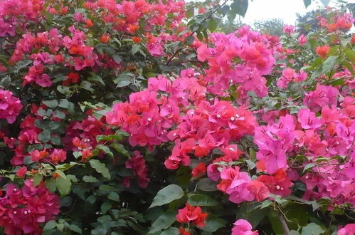 花卉養(yǎng)護(hù) 冬季花卉養(yǎng)護(hù)指南,安全越冬并不難