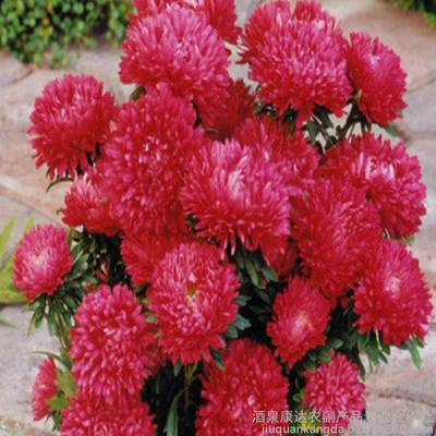 廠家直銷花卉種子 優(yōu)質(zhì)翠菊種子 重瓣紅色翠菊 江西臘七月 工程綠化 園藝花卉圖片_高清圖_細(xì)節(jié)圖-酒泉康達(dá)農(nóng)副產(chǎn)品專業(yè)合作社