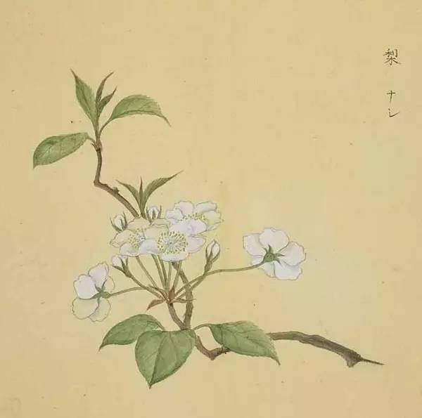 工筆花卉植物圖譜精品