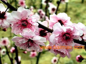 杰浩花卉苗木專業(yè)合作社供應(yīng)實(shí)惠的國慶菊 浙江宿根花卉,杰浩花卉苗木專業(yè)合作社供應(yīng)實(shí)惠的國慶菊 浙江宿根花卉生產(chǎn)廠家,杰浩花卉苗木專業(yè)合作社供應(yīng)實(shí)惠的國慶菊 浙江宿根花卉價(jià)格