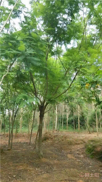 【四川藍(lán)花楹開花基地直銷,漳州藍(lán)花楹基地供應(yīng)價(jià)格】綠化苗木,價(jià)格,廠家,供應(yīng)商,花木,漳浦縣閩龍花卉種植園 - 產(chǎn)品庫