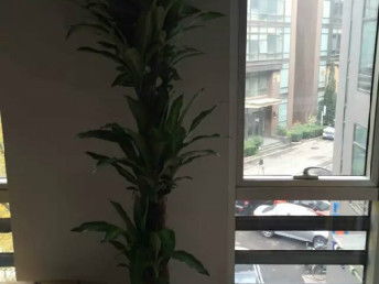 圖 花卉養護公司匯通花卉租擺服務公司 天津花鳥魚蟲